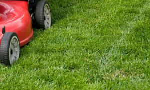 Lawn Mowing Finchley