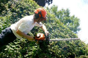 Trimming the Hedges Finchley